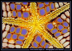 Details of a sea Star. by Michel Lonfat 